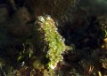 Lettuce Sea Slug (Cristata)